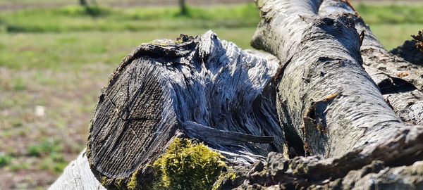 Close-up of driftwood on tree trunk