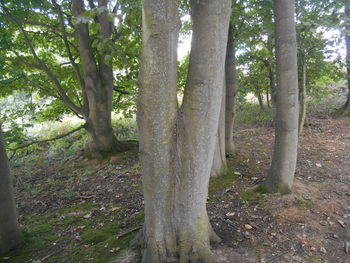 Trees in forest