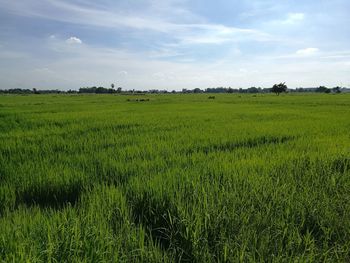Scenic view of rice field against sky