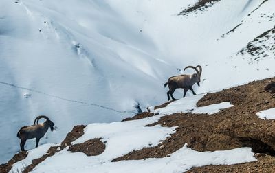 Ibex on snow covered landscape