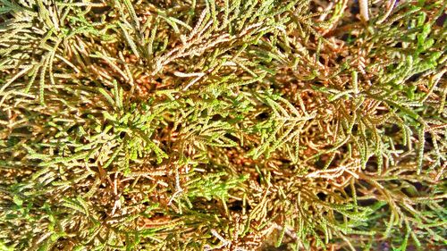 Full frame shot of lizard on grass