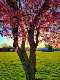 Trees in park during autumn