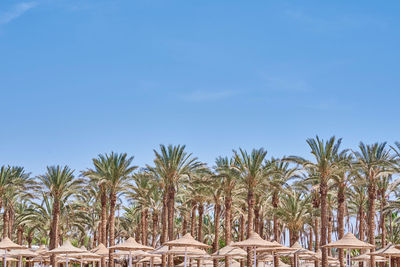 Palm trees on a beach sea. tourist season