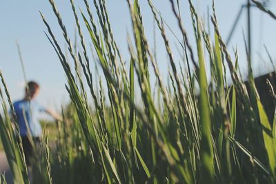 Close-up of wheat growing on field against sky