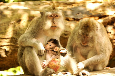 Portrait of monkeys