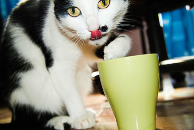 Close-up portrait of cat