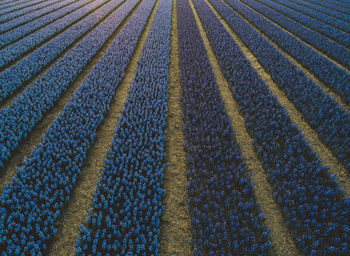 Full frame shot of blue flowers growing on field