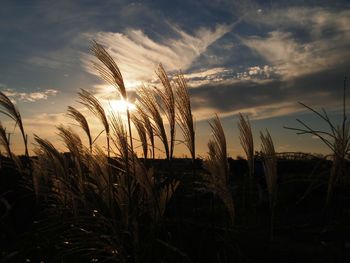 Scenic view of field against sky at sunset