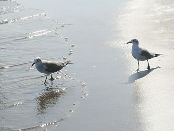 Birds on beach