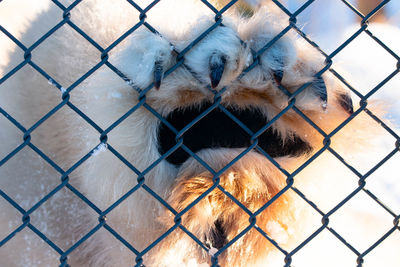 Close-up of chainlink fence in cage at zoo