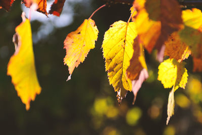 Close-up of yellow leaves against blurred background