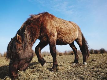 View of horse on field