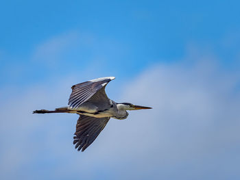 Low angle view of a bird flying