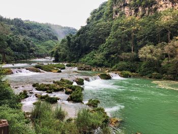 Scenic view of river flowing in forest