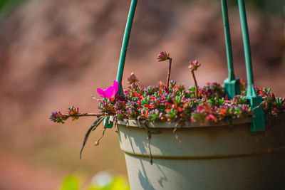 Close-up of pink flower pot on potted plant