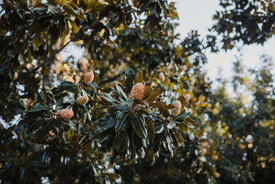 Low angle view of flowering plant against trees