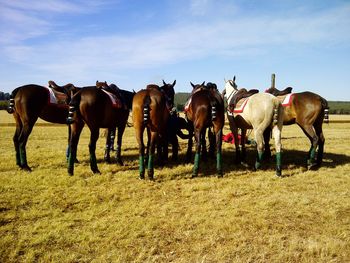 Polo ponies