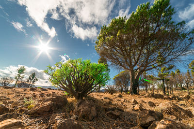 Trees against sky on sunny day