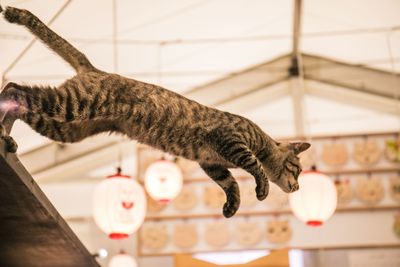 Close-up of tabby cat jumping in mid-air