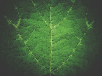 Macro shot of green leaf