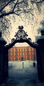 Bare trees with buildings in background