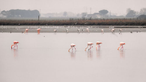 Group of flamingos in the cervia salt pan in emilia romagna