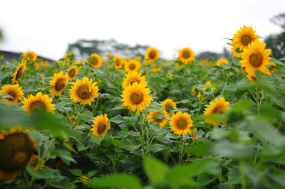 Close-up of yellow flowering plants on field