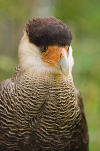 Close-up of bird