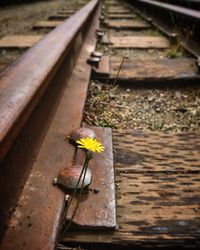 Close-up of yellow flower on railroad track