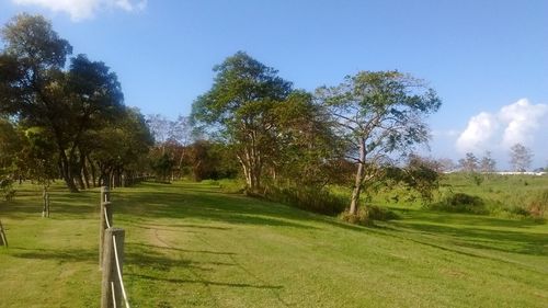 Scenic view of grassy field against sky