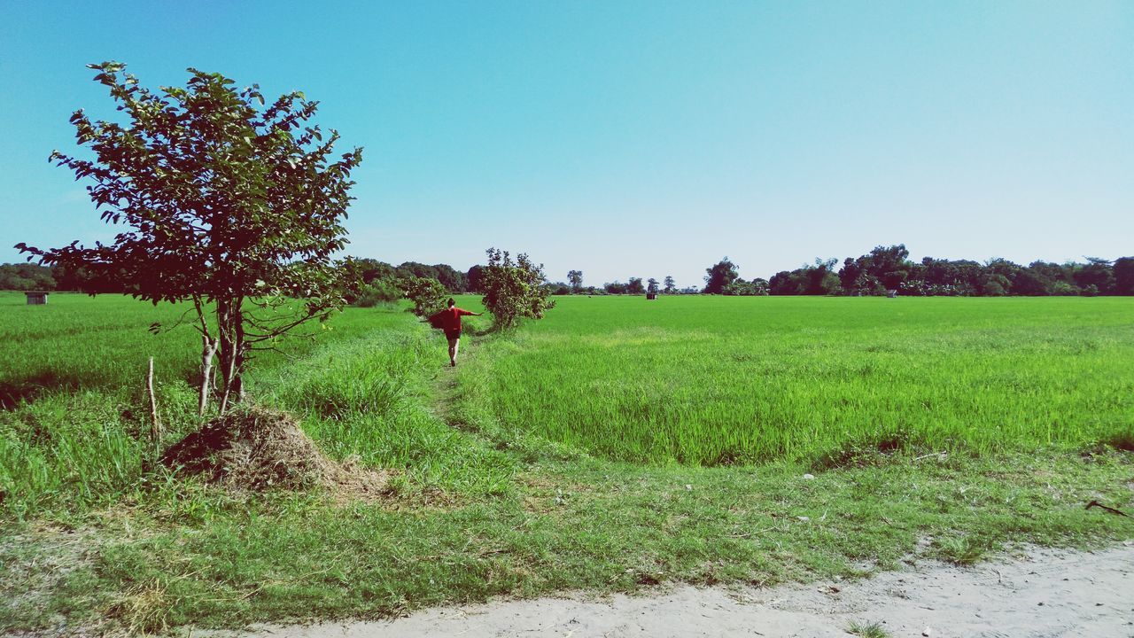 Farmer's daughter