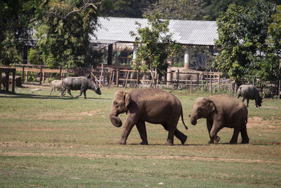 Asian elephants in an elephant farm in thailand wide lawn area there is space for text.