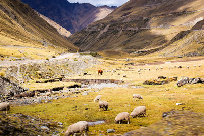 Flock of sheep grazing in a mountain