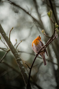 Close-up of bird perching on branch