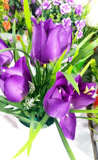 Close-up of purple crocus blooming outdoors