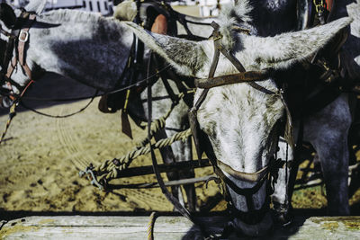 Mule head with big ears in the foreground, moored to the wooden stick