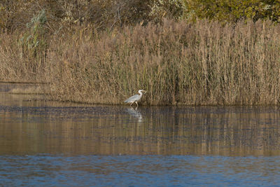 High angle view of gray heron perching on lake