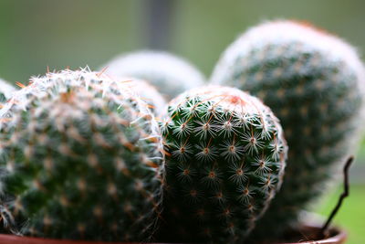 Close-up of cactus