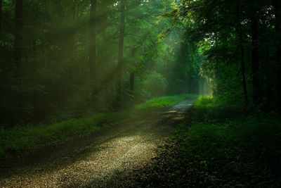 Dirt road amidst trees in forest