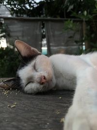 Close-up of cat sleeping on footpath
