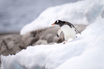 Gentoo penguin stands on snow near rocks