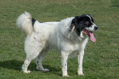 Dog standing on field