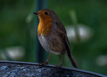 Close-up of bird perching outdoors