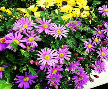 High angle view of purple flowering plants