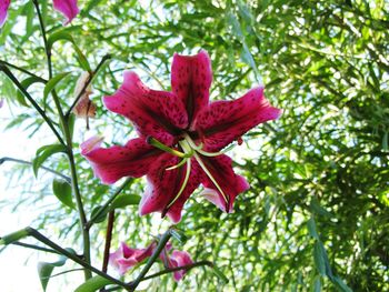 Close-up of pink flower