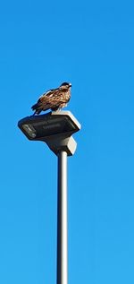 Low angle view of bird perching against clear blue sky