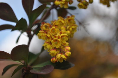 Close-up of yellow flowers blooming outdoors