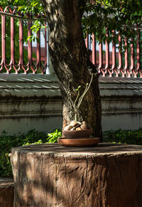 Close-up of potted plant on table in yard