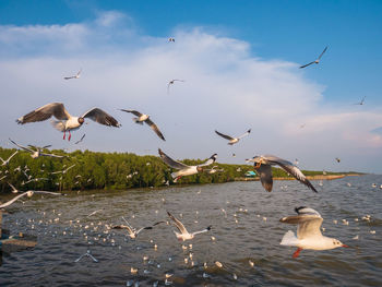 Seagulls flying over sea against sky