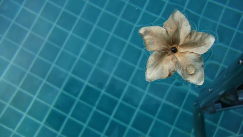 Close-up of flower floating in swimming pool